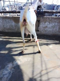 ablak cross breed bakri 0312 3157488 0