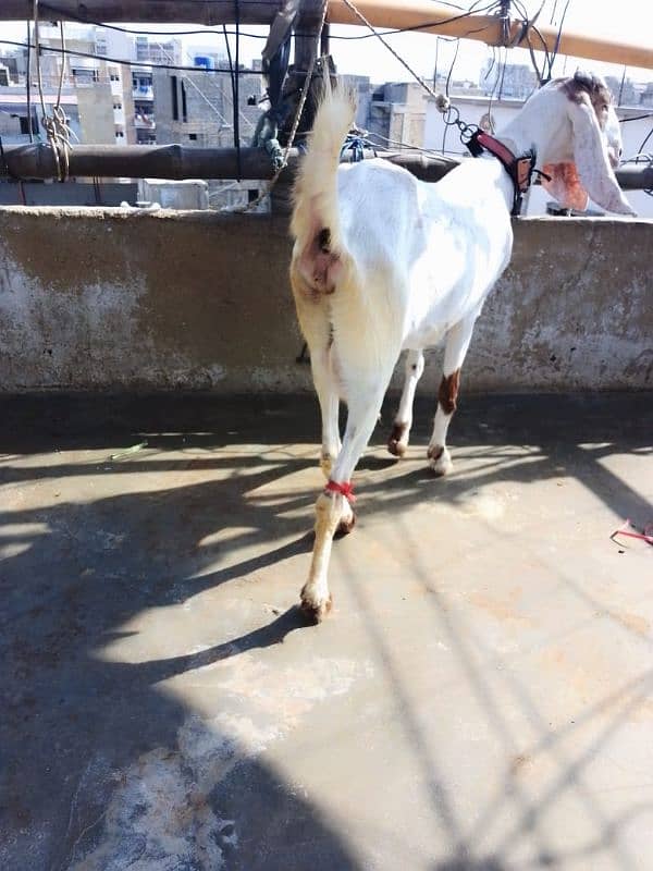 ablak cross breed bakri 0312 3157488 1