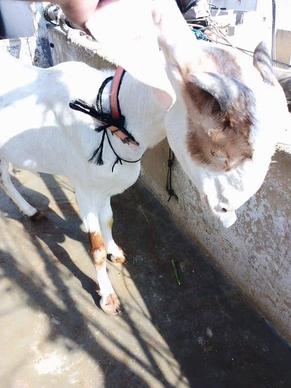 ablak cross breed bakri 0312 3157488 2