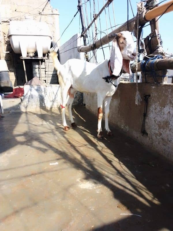 ablak cross breed bakri 0312 3157488 3