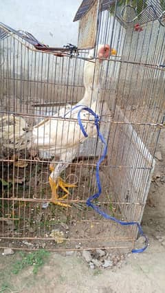 aseel hen for sale