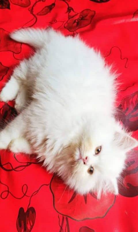 Persian triple coated are available for sale in cheapest price 5