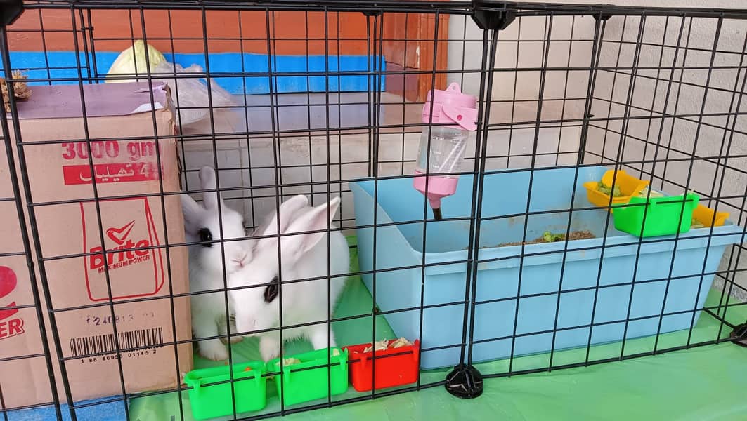 House trained Cute Rabbits Pair 5