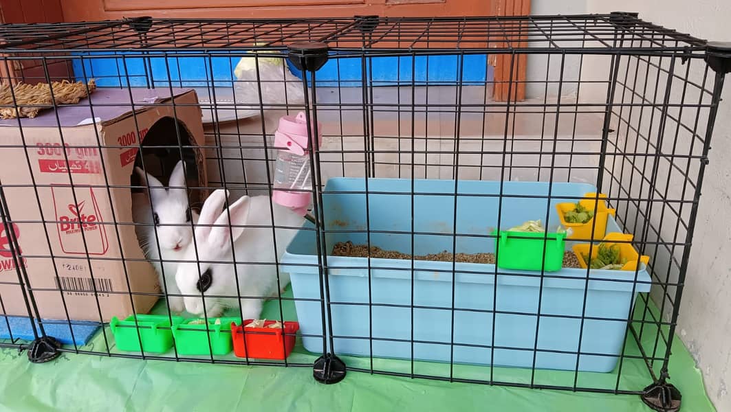 House trained Cute Rabbits Pair 1