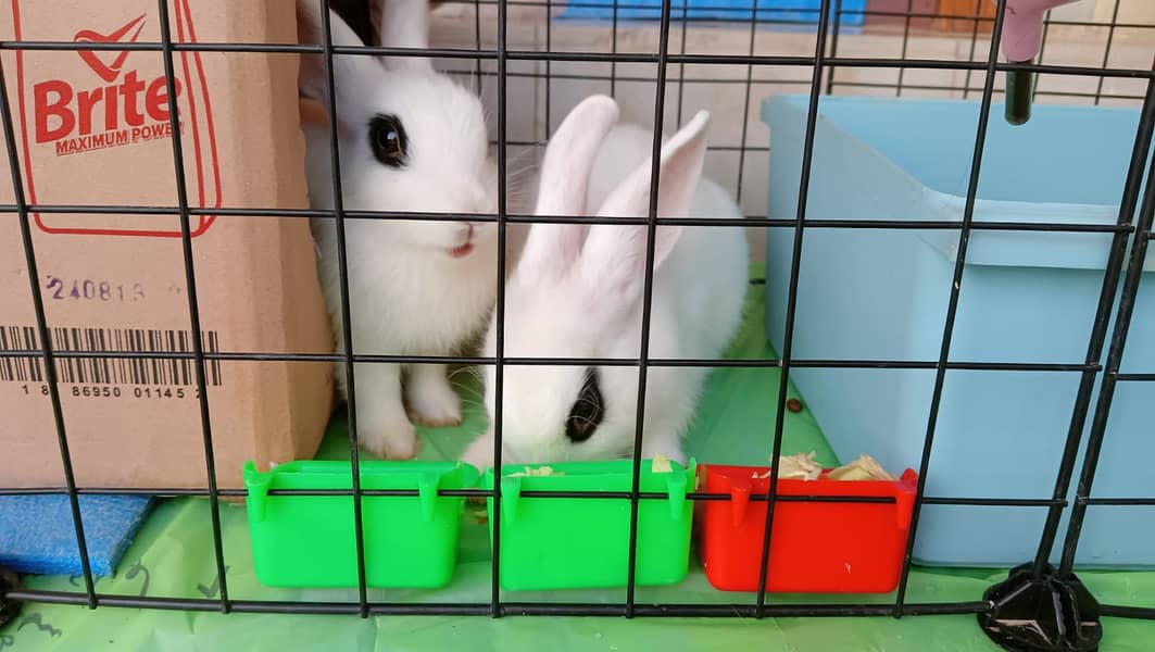 House trained Cute Rabbits Pair 2