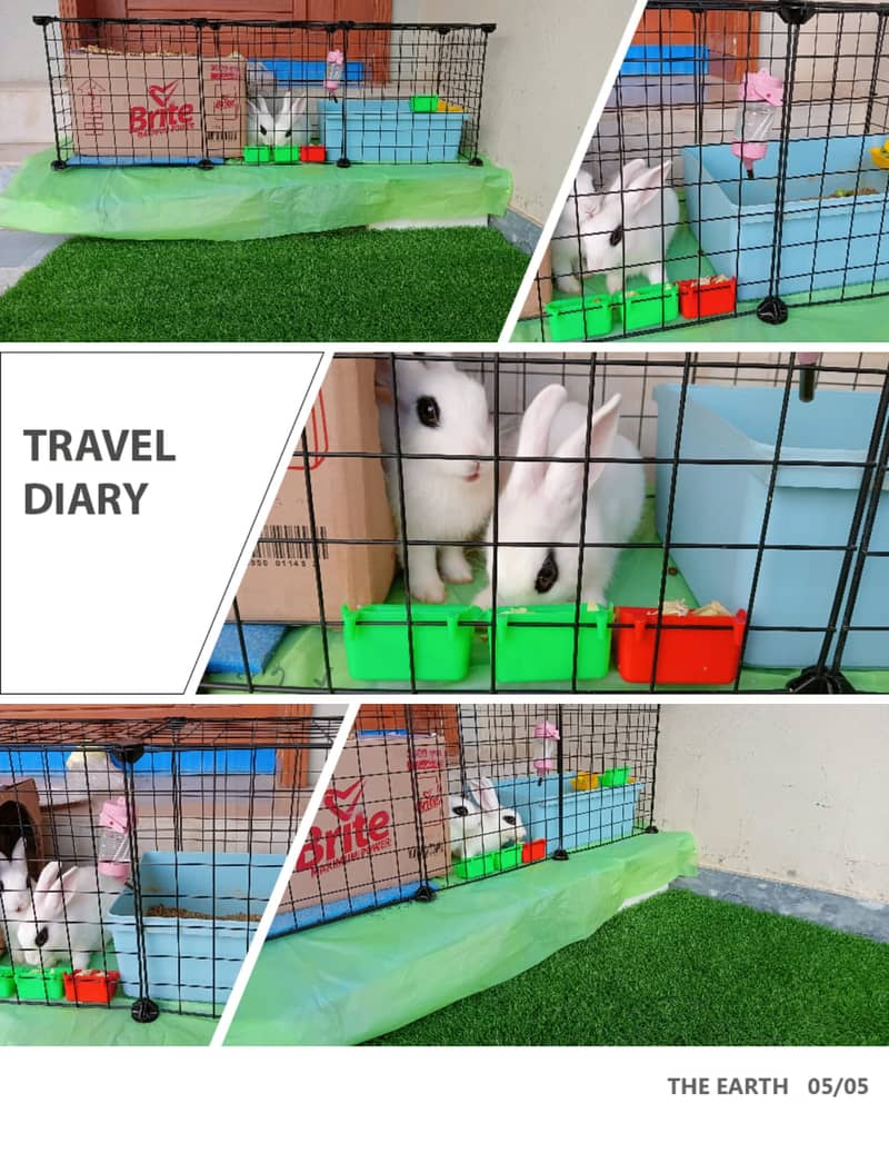 House trained Cute Rabbits Pair 10