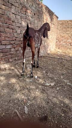 Nagra amarsari bettle path goat