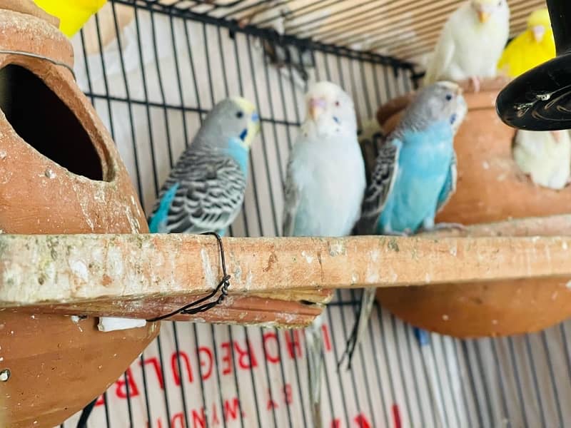 Budgies, Red eyes & Fallows for sale 1