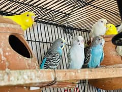 Budgies,