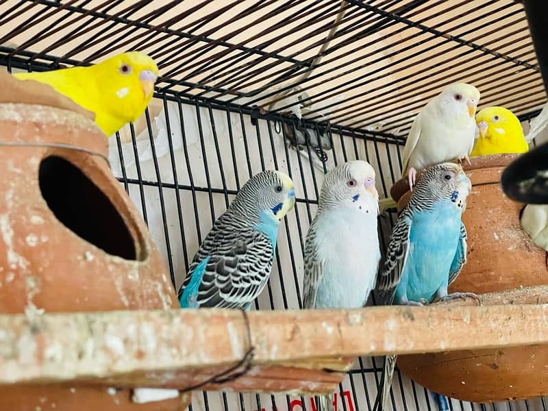 Budgies, Red eyes & Fallows for sale 0