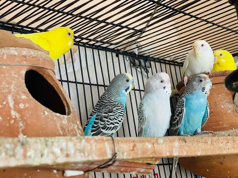 Budgies, Red eyes & Fallows for sale 2