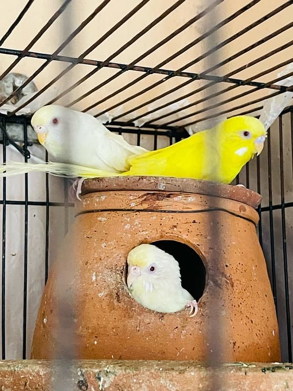 Budgies, Red eyes & Fallows for sale 3