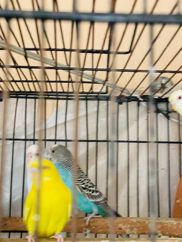 Budgies, Red eyes & Fallows for sale 4