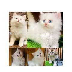 Persian kitten cats