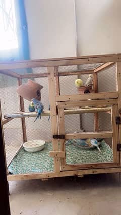 budgies parrots for sale!