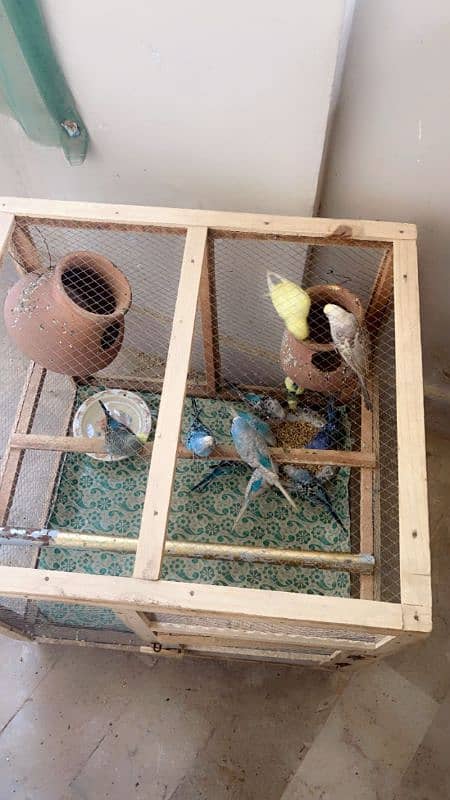 budgies parrots for sale! 2