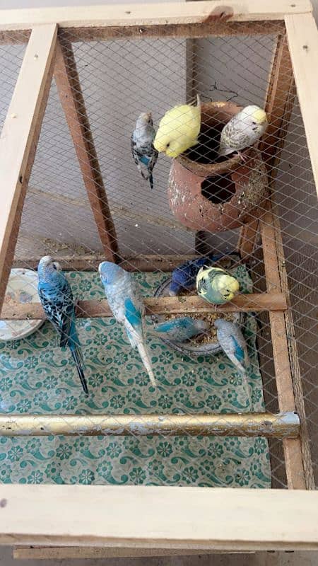 budgies parrots for sale! 3