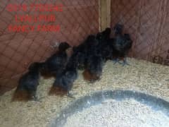 Ayam camani Grey tang Chick's