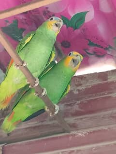 Orange Wing Amazon Amaazon Amazone Parrot Parrots Parot Amaazone