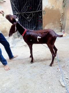 seval bakri pat  4 dant for sale white eyes mein