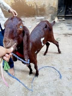 seval bakri pat  4 dant for sale white eyes mein