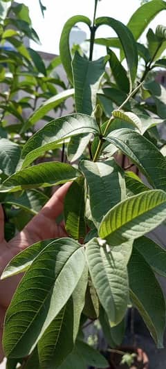 lal amrood(Chinese guava)