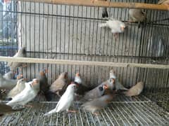 zebra finches available 0