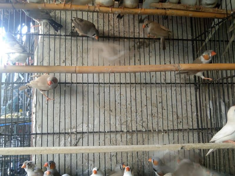 zebra finches available 1