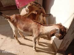 Bakra bakri ke jorre age 6month heran print