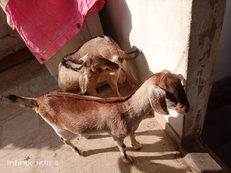 Bakra bakri ke jorre age 6month heran print 1