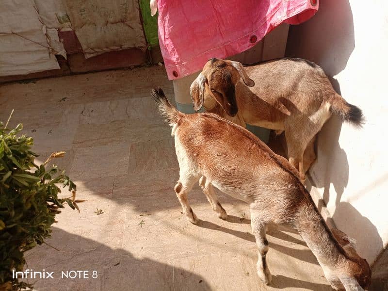 Bakra bakri ke jorre age 6month heran print 2