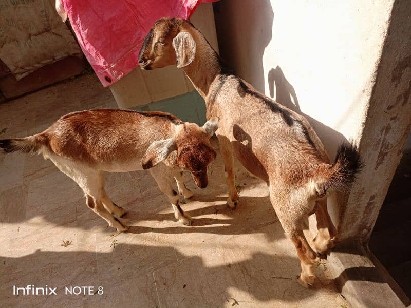 Bakra bakri ke jorre age 6month heran print 3