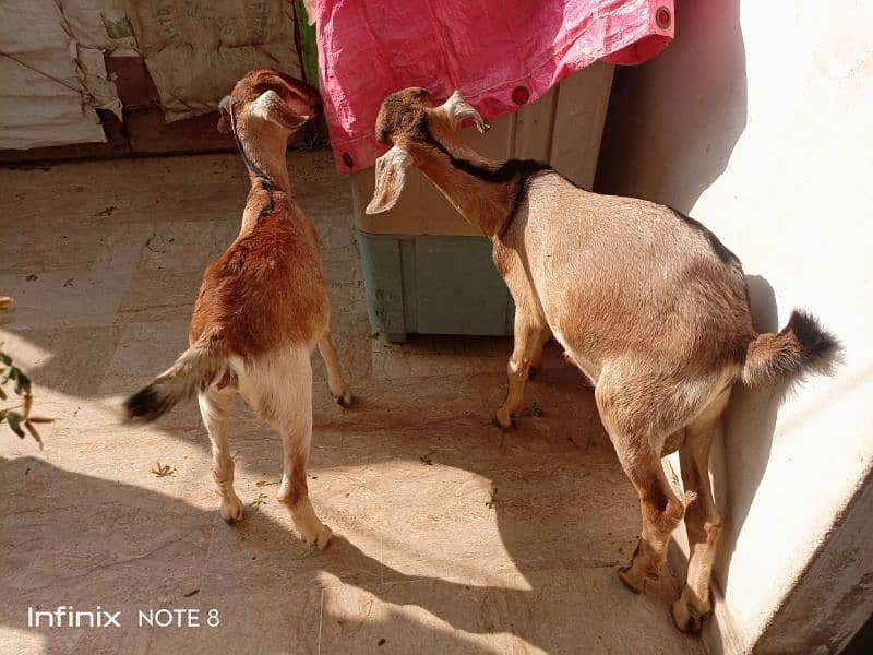 Bakra bakri ke jorre age 6month heran print 4