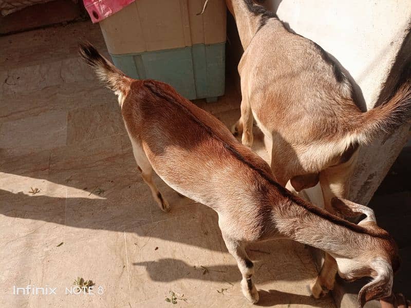 Bakra bakri ke jorre age 6month heran print 5