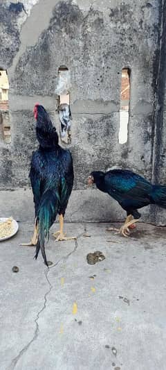 Aseel Pair for Sale