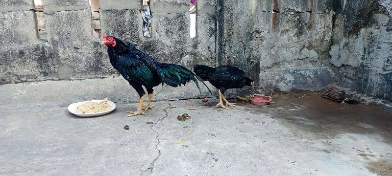 Aseel Pair for Sale 4