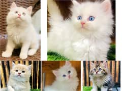 Persian kitten cats