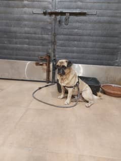 Breeder pug male