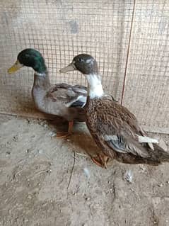 Desi & Khaki Ducks