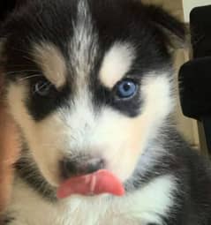 Siberian husky puppy for sale 1 month 0