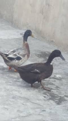 ducks for sale