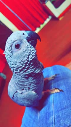 gray parrot