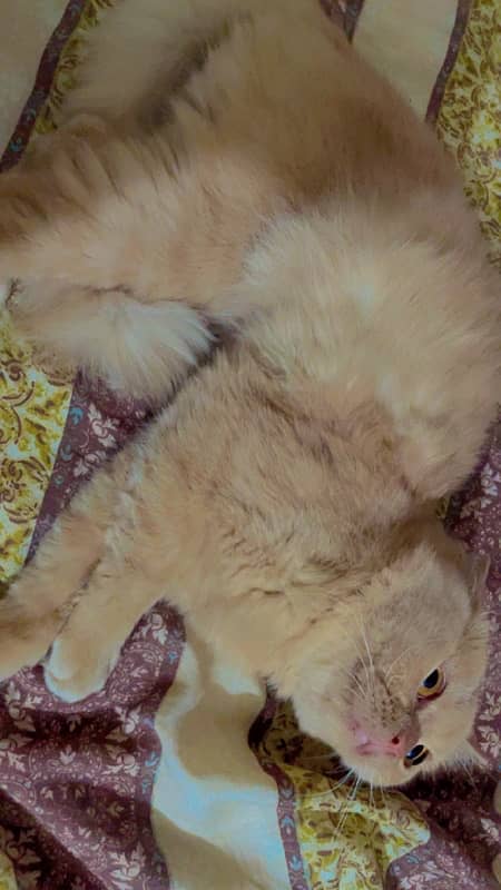 pure Persian cat (non pedigree) 2