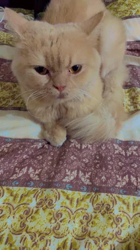 pure Persian cat (non pedigree) 3