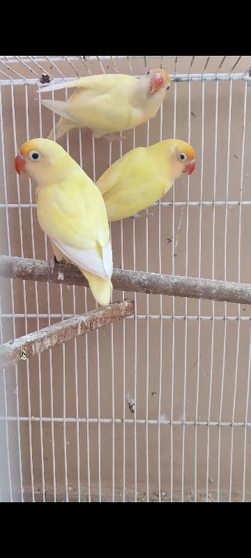 Creamino decino and albino red eyes breeder and bonded pair 7