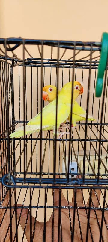 Creamino decino and albino red eyes breeder and bonded pair 8