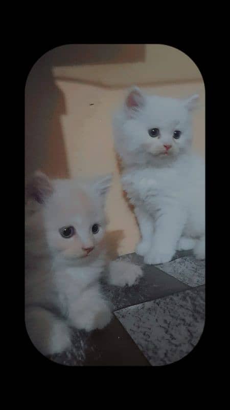 Persian kittens 1