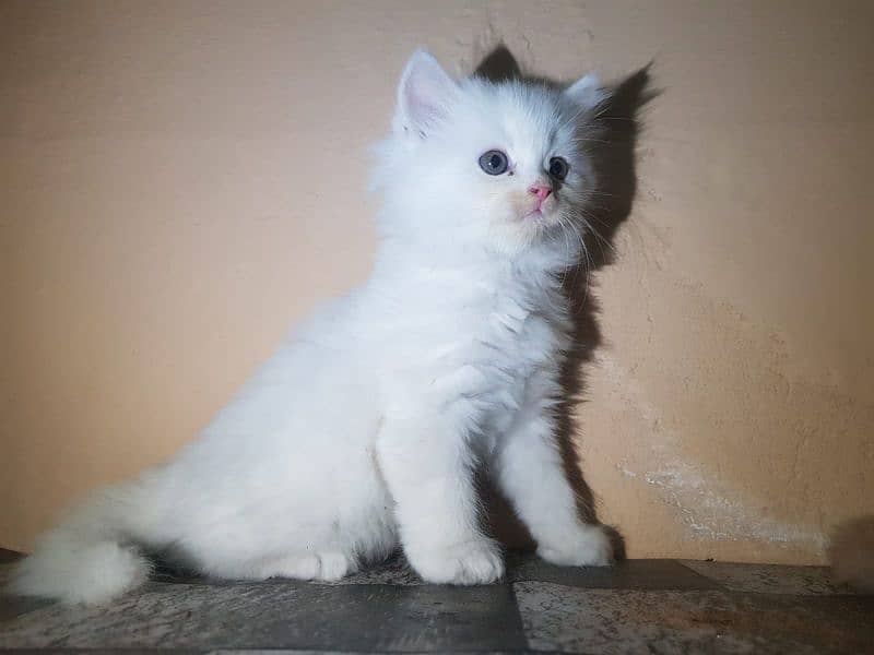 Persian kittens 3