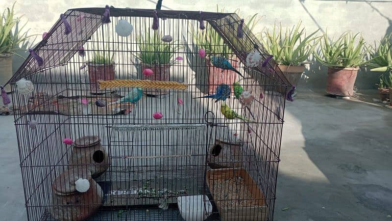 birds cage 0