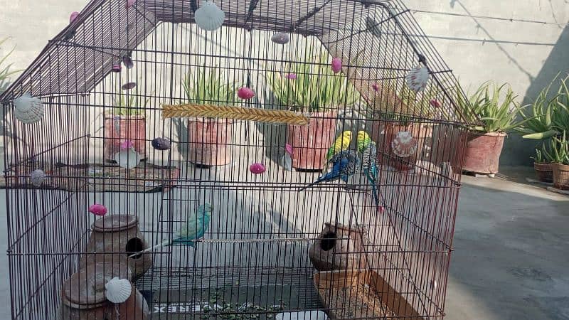 birds cage 2